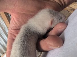 Ferret kits for sale