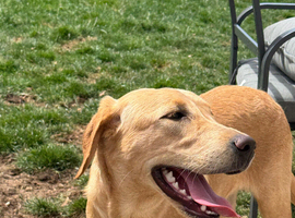 Gorgeous trained 6 month old female Labrador