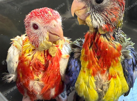 Silly Tame Hand-Reared GMR Rosella's For Sale