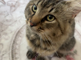Mushmush mixed breed for rehoming