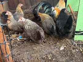 Dutch bantam chickens