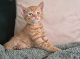 6 lovely kittens!