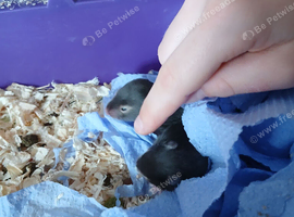hamsters