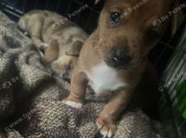 Jack rusell puppies