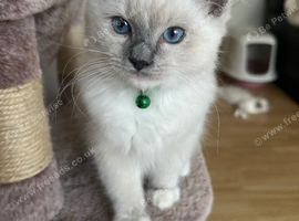 GCCF Registered Purebred Ragdoll kittens