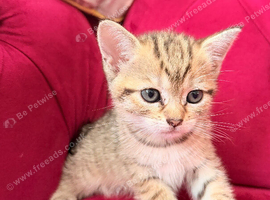 Gorgeous British Shorthair Female Kitten