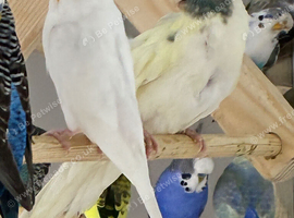 2 Kakarikis