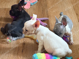 FRENCH BULLDOG PUPPIES FOR SALE FROM &pound;1000