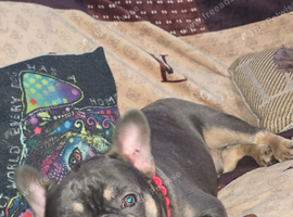 French bulldog male