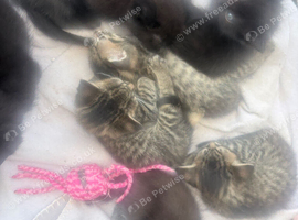 Beautiful mixed litter of kittens