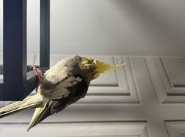 Cockatiel