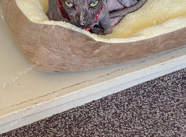 Female Sphynx for sale