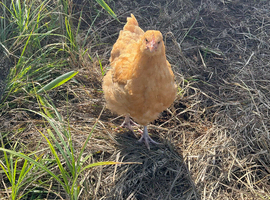 Buff Orpington 12 Week Old Hen