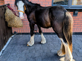 2 year old mini cob gelding