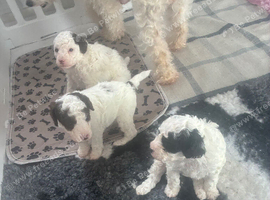 Toy poodles x mini cockapoo