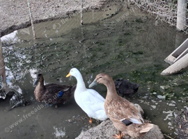 Aylesbury/ kacky Campbell ducks