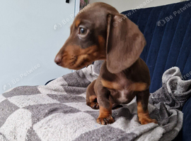 LAST GIRL READY NOW Miniature Dachshund Puppy