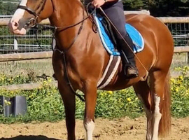 5 year old mare