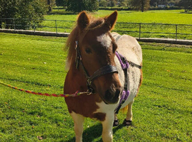 Skewbald shetland mare 3yrs
