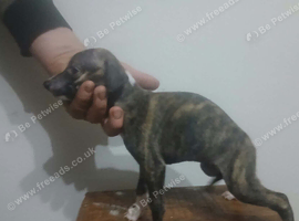 Show whippetts