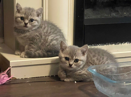 1 male kitten ready now