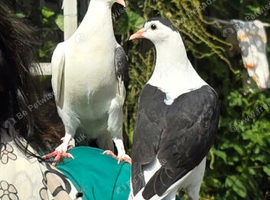 Afghani pigon one pair