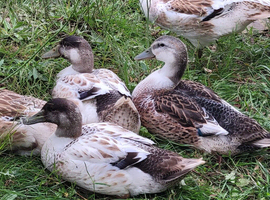 Welsh Harlequin Drakes