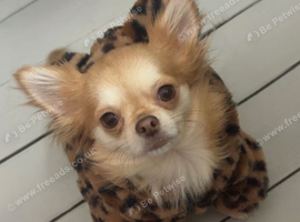 Long haired Chihuahua litter due!