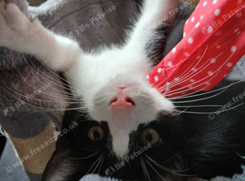 White/black female fluffy kitten
