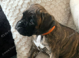 Pedigree female boxer puppy