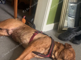 Looking to breed my dogs