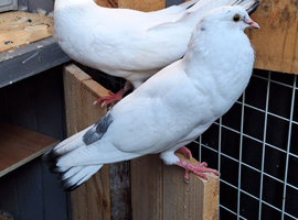 Iranian pigeon for sale