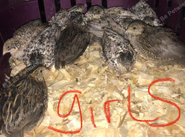 SEXED QUAILS/CHINESE PAINTED BUTTONS !