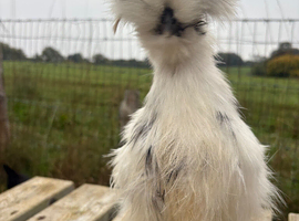 USA Silkies eggs