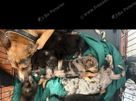 Mixed breed puppies for sale