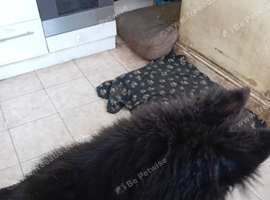 11month old Germanshepherd forsale