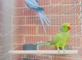 Beautiful Indian ringnick pair
