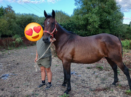 Tina 16hh