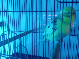 3 budgies