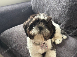 Shih Tzu girl