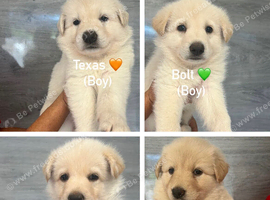 German Shepherd Puppies, Straight backed.