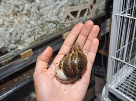 Giant African Land Snail