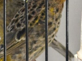 Lizard canary cock 2025