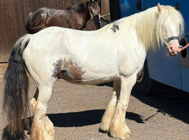 Cob mare
