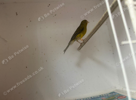 Razzer cock canary
