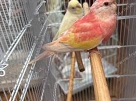 Hand raised female budgie and Bourke