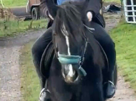 Welsh section d x cob