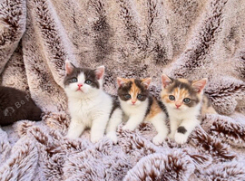 Rainbow British shorthair litter of 5