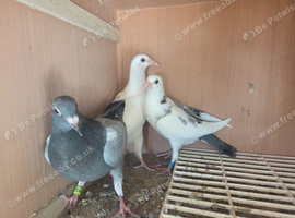 7 young birds for sale
