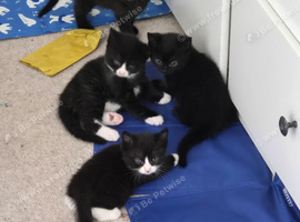 Kittens for sale